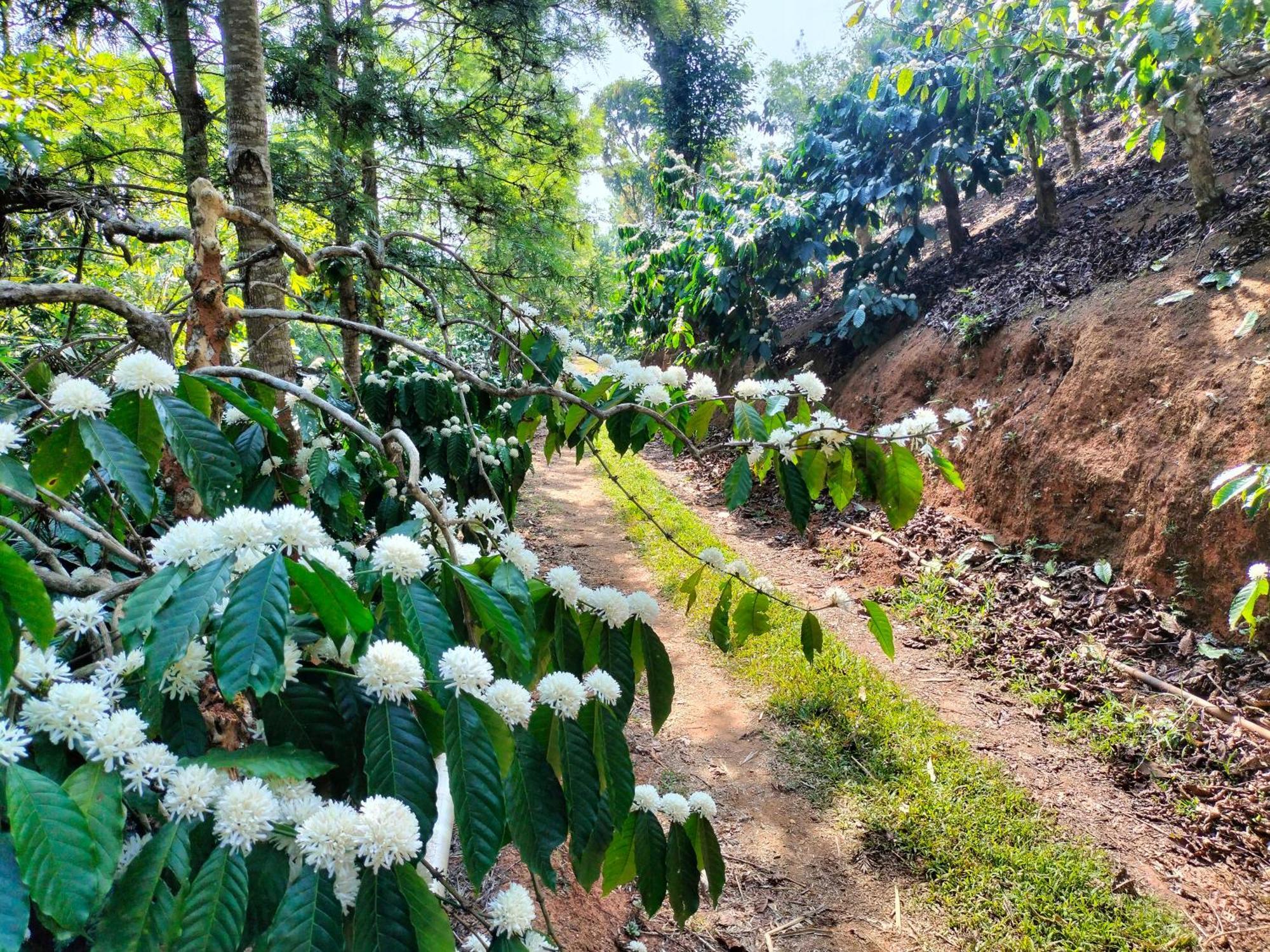 Sambrama Wood House Βίλα Madikeri Εξωτερικό φωτογραφία